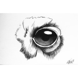 G049 / Owl Eye