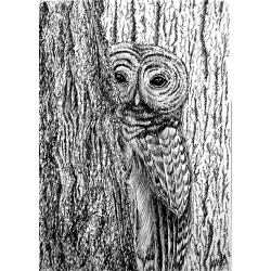 G282 / Owl in the forest