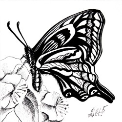 Butterfly G237