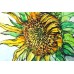 G427 Sunflower